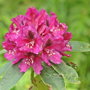 Purple Rhododendron Flower Photography | Botanical Art Print | Nova Scotia