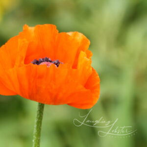 Red Poppy Flower Photography | Floral Fine Art Print | Nova Scotia Nature