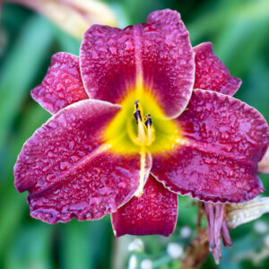 Purple Lily Flower Photography | Floral Fine Art Print | Nova Scotia