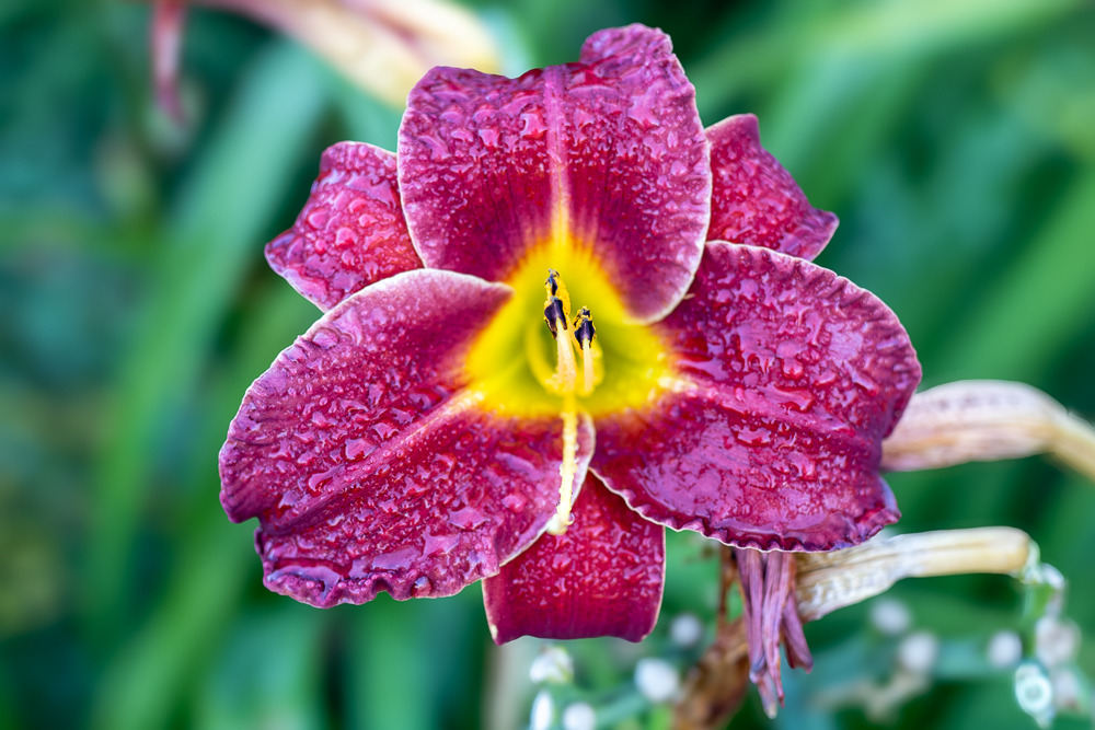Purple Lily Flower Photography | Floral Fine Art Print | Nova Scotia
