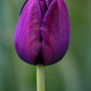 Purple Tulip Flower Wall Art | Fine Art Photography Print