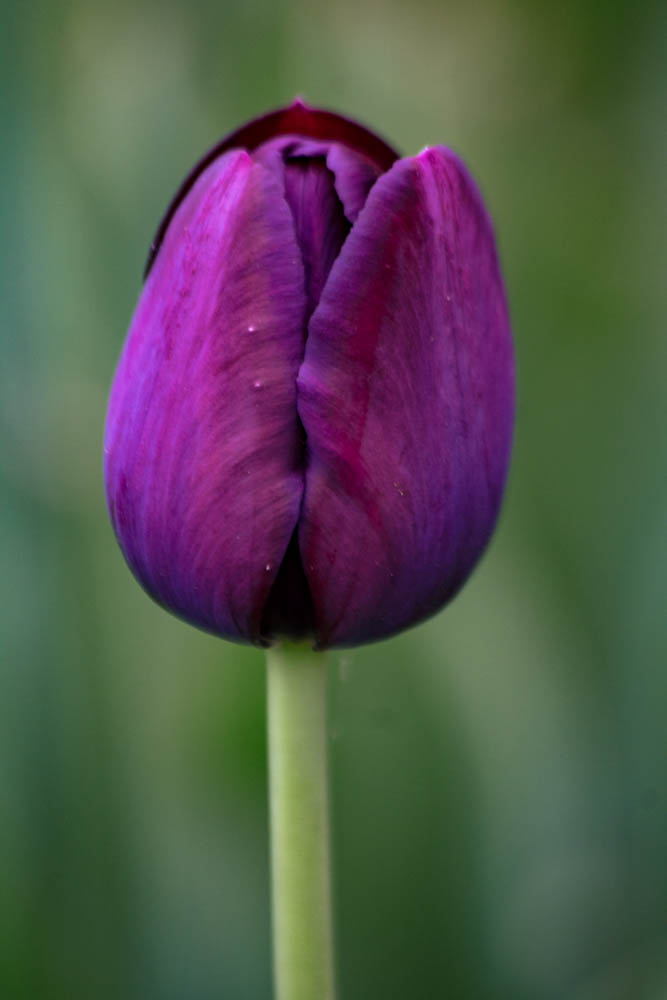 Purple Tulip Flower Wall Art | Fine Art Photography Print